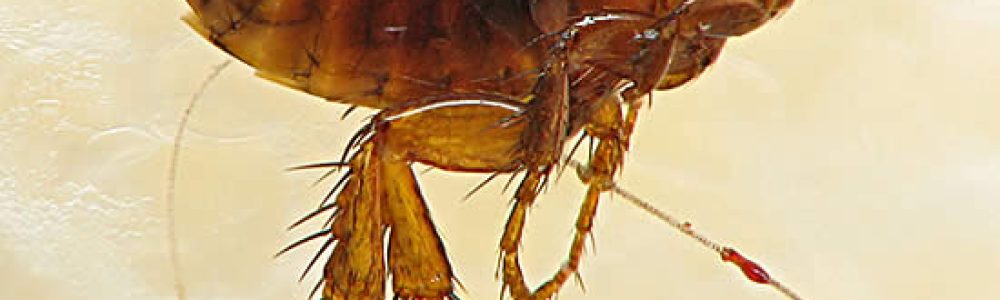 Can Fleas Spread Lyme Disease?