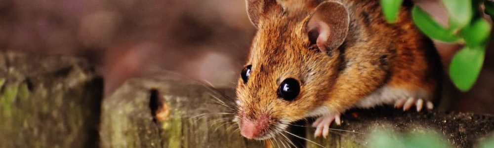 Can Mice Climb Walls?