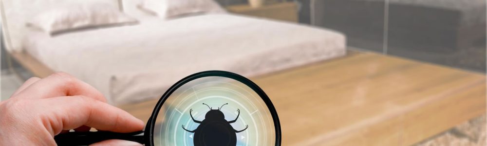 Can You Find Bed Bugs With A Black Light?