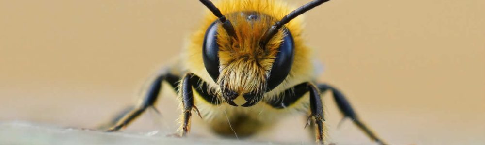 Differences Between A Wasp And A Hornet
