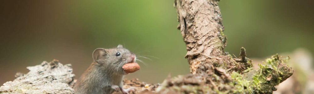 Do Mice Eat Snails & Slugs?