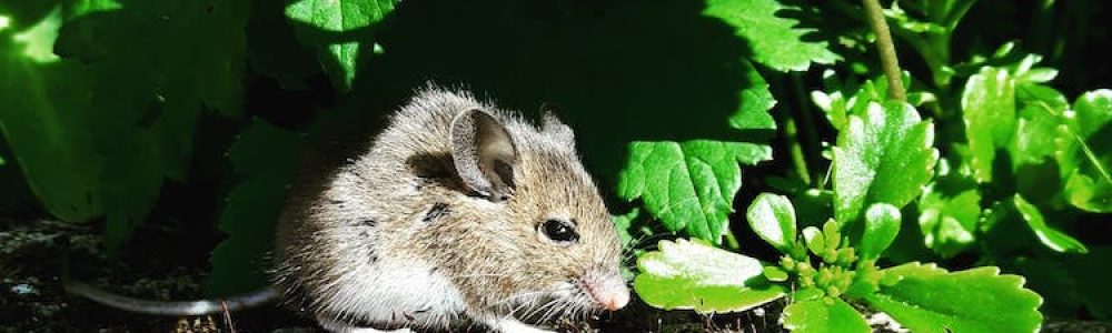 Do Mice Hibernate?