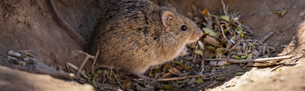 Do Mice Play Dead When Scared?