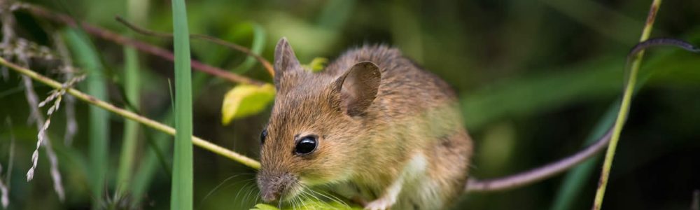 Do Mice Squeak When Dying?