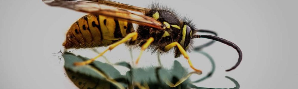 Effective Ways to Use Borax for Wasp Control