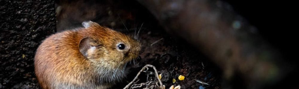 How Long Can Mice Live Under Floorboards?