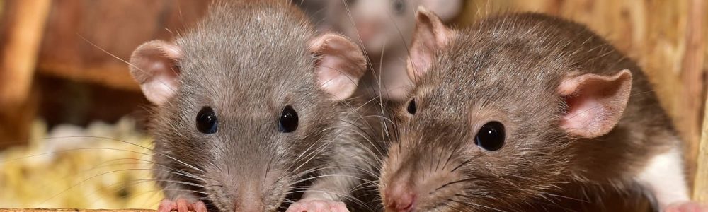 How Long Do Rats Live For?