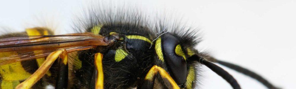 How Many Times Can A Wasp Sting?