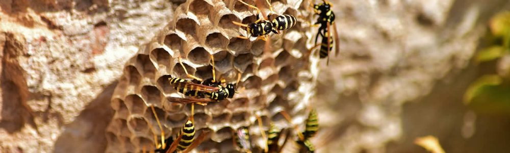 How Much Does It Cost To Remove A Wasp Nest In The UK?