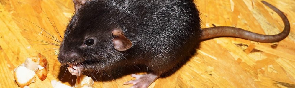 How To Destroy A Rats Nest?