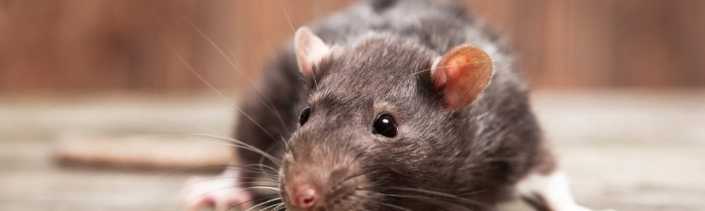 How To Dispose Of A Dead Rat