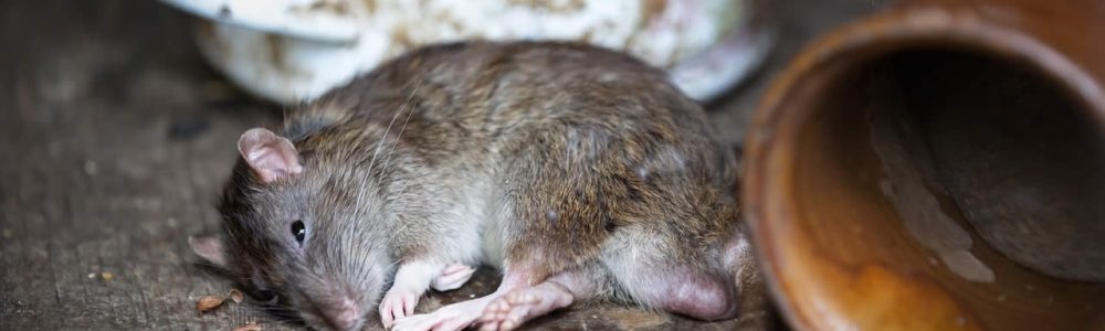 How To Fill Rat Holes In Garden