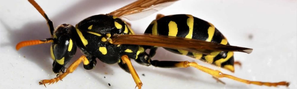 How To Get A Wasp Out Of Your House?