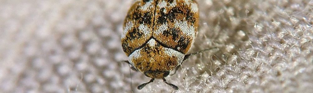 How To Get Rid Of Carpet Beetles