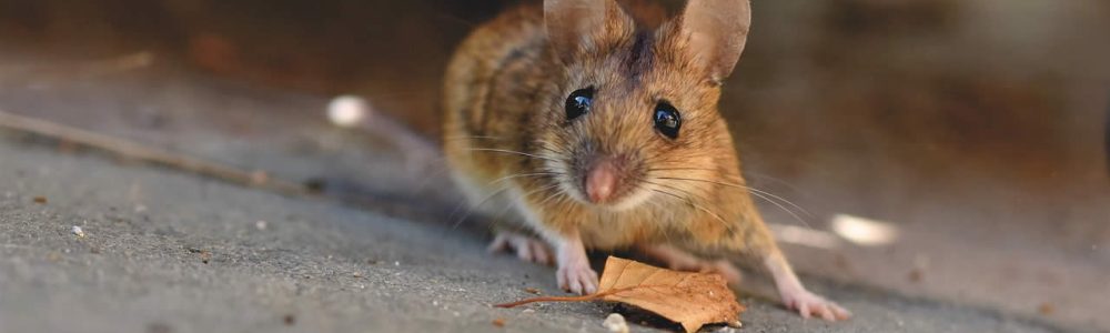 How To Get Rid Of House Mice?