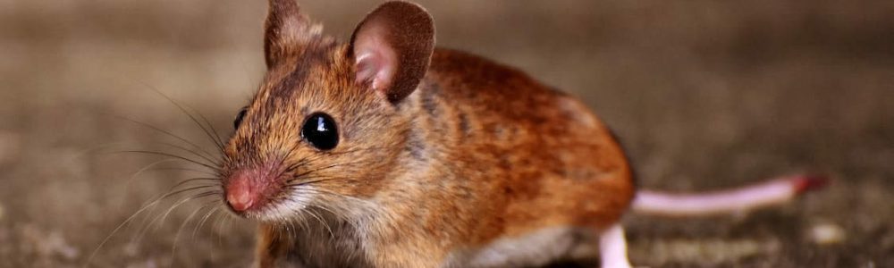 How To Get Rid Of Mice In The Walls