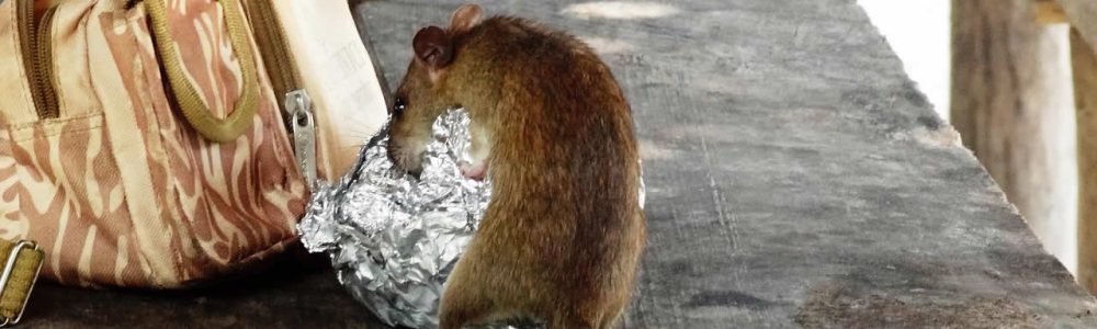 How To Get Rid Of Rats In The Attic