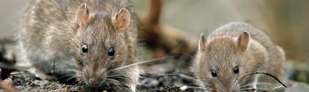 How To Get Rid Of Rats In The House