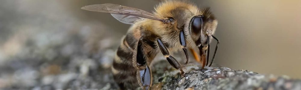 How To Make A Wasp Trap