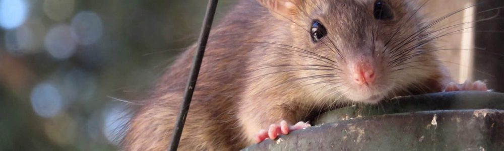 How To Scare Rats Away