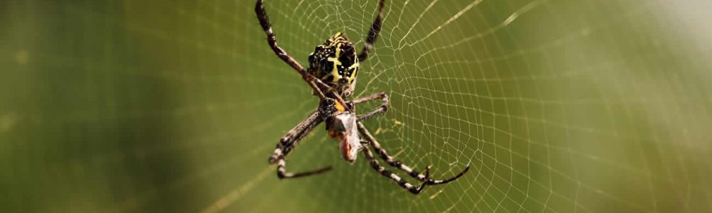 How To Tell If A Spider Is Pregnant?