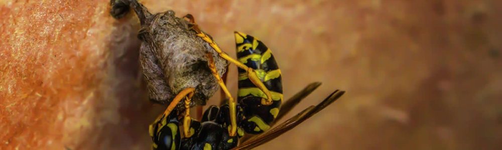 How to Effectively Use Vinegar to Repel Wasps