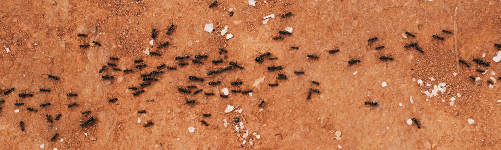 How to Get Rid of Ants