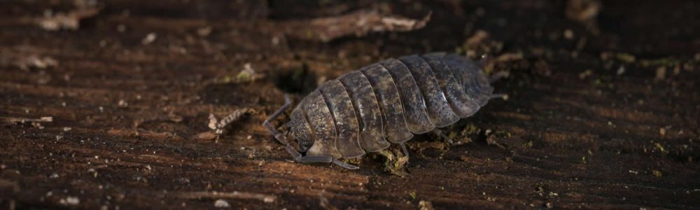 How to Get Rid of Woodlice?