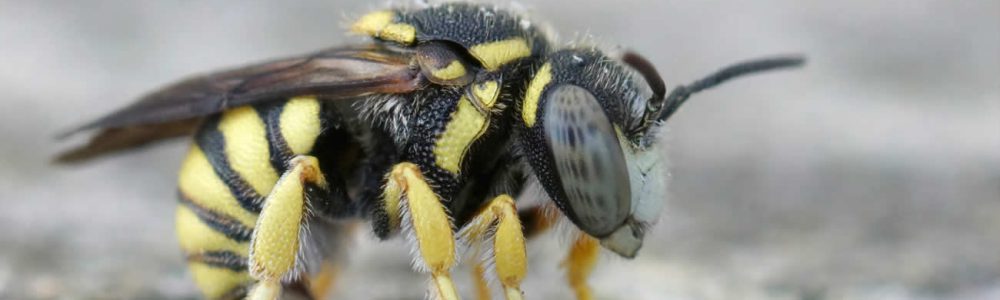 How to Remove a Wasp Nest from Your Shed