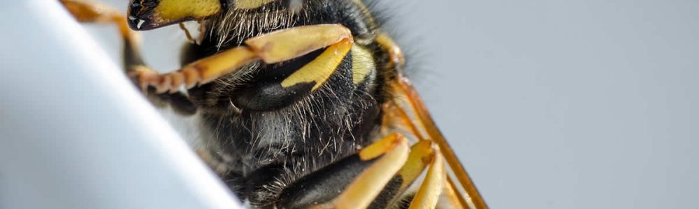 How to Treat a Wasp Sting
