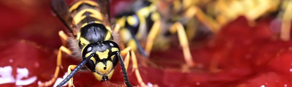 Interesting Facts About Wasps UK