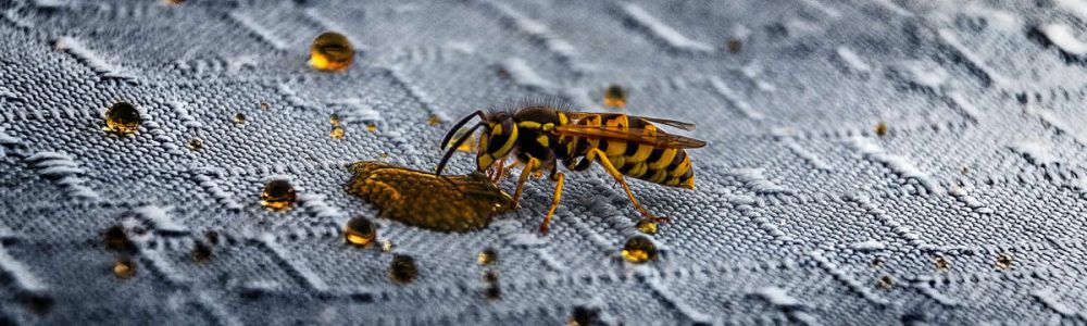 What Colour Keeps Wasps Away?