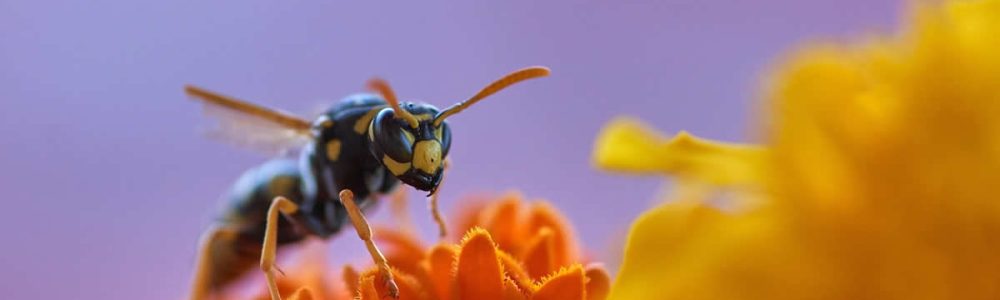 What Does a Wasp Sting Look Like?