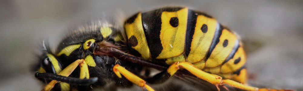 What Happens If You Kill A Wasp In Your House?