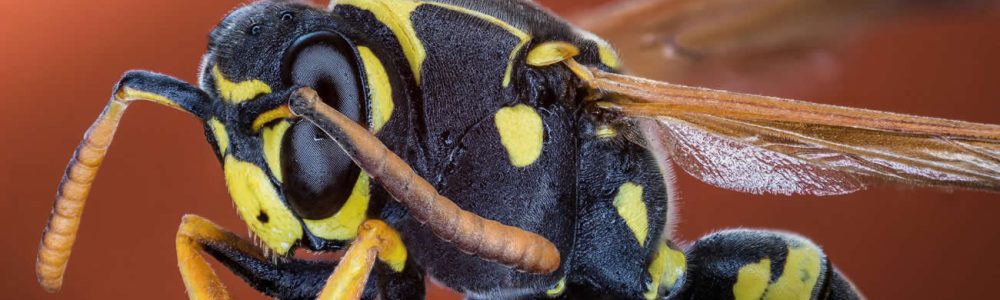 What Is the Difference Between Bees and Wasps?