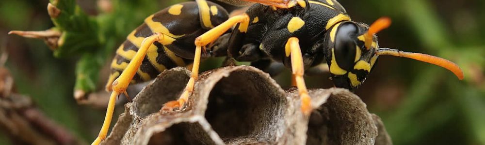 When is Wasp Season in the UK?